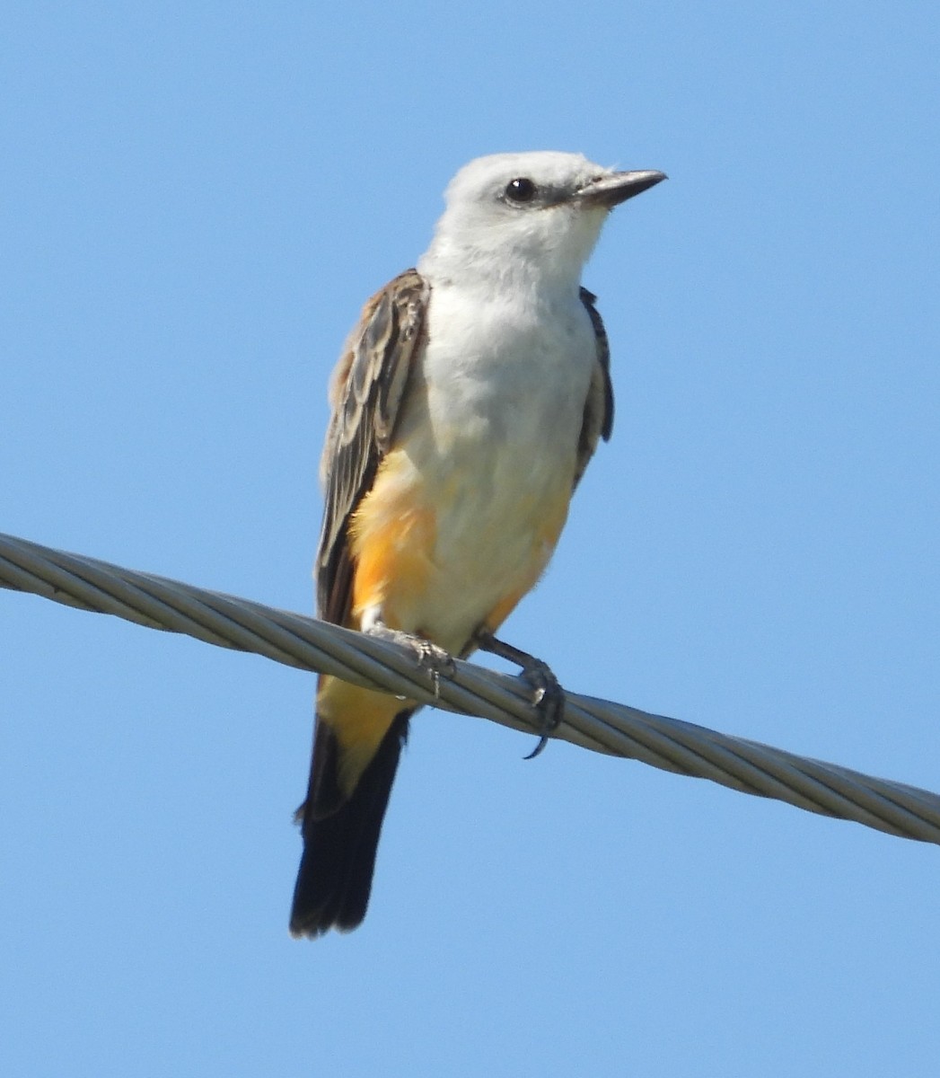 Scissor-tailed Flycatcher - ML640281592