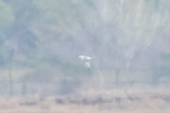 White-winged Tern - ML640281615
