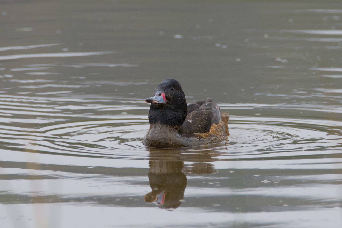 Black-headed Duck - ML640281618