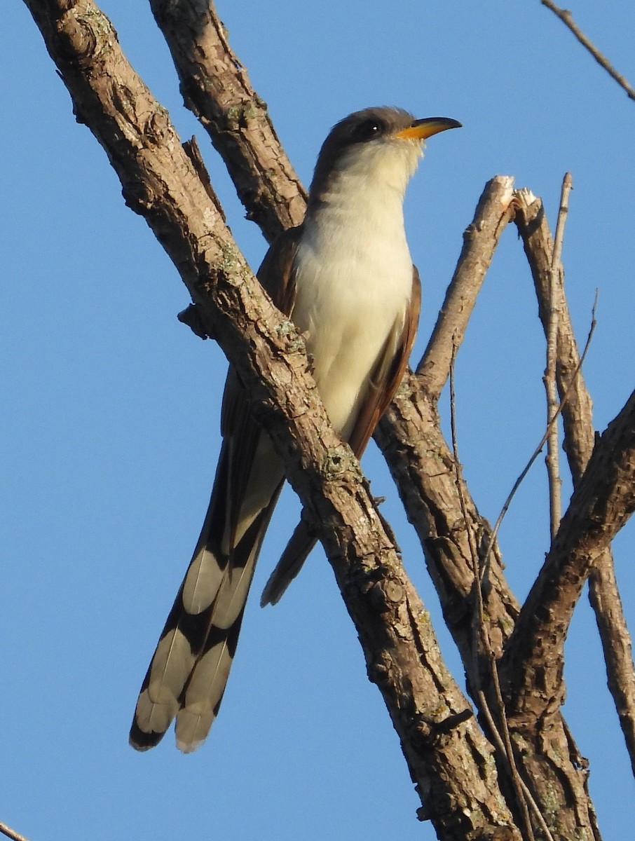Yellow-billed Cuckoo - ML640281643
