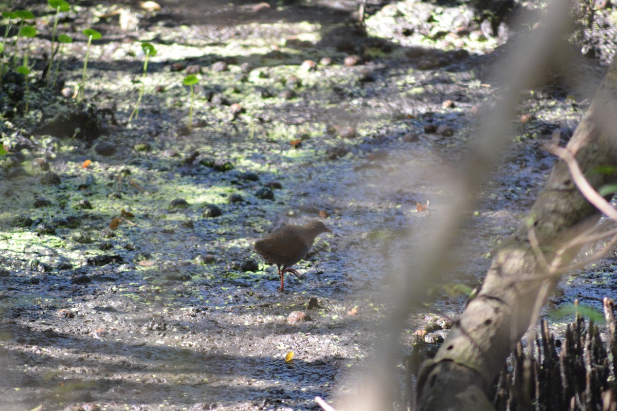 Paint-billed Crake - ML640281732