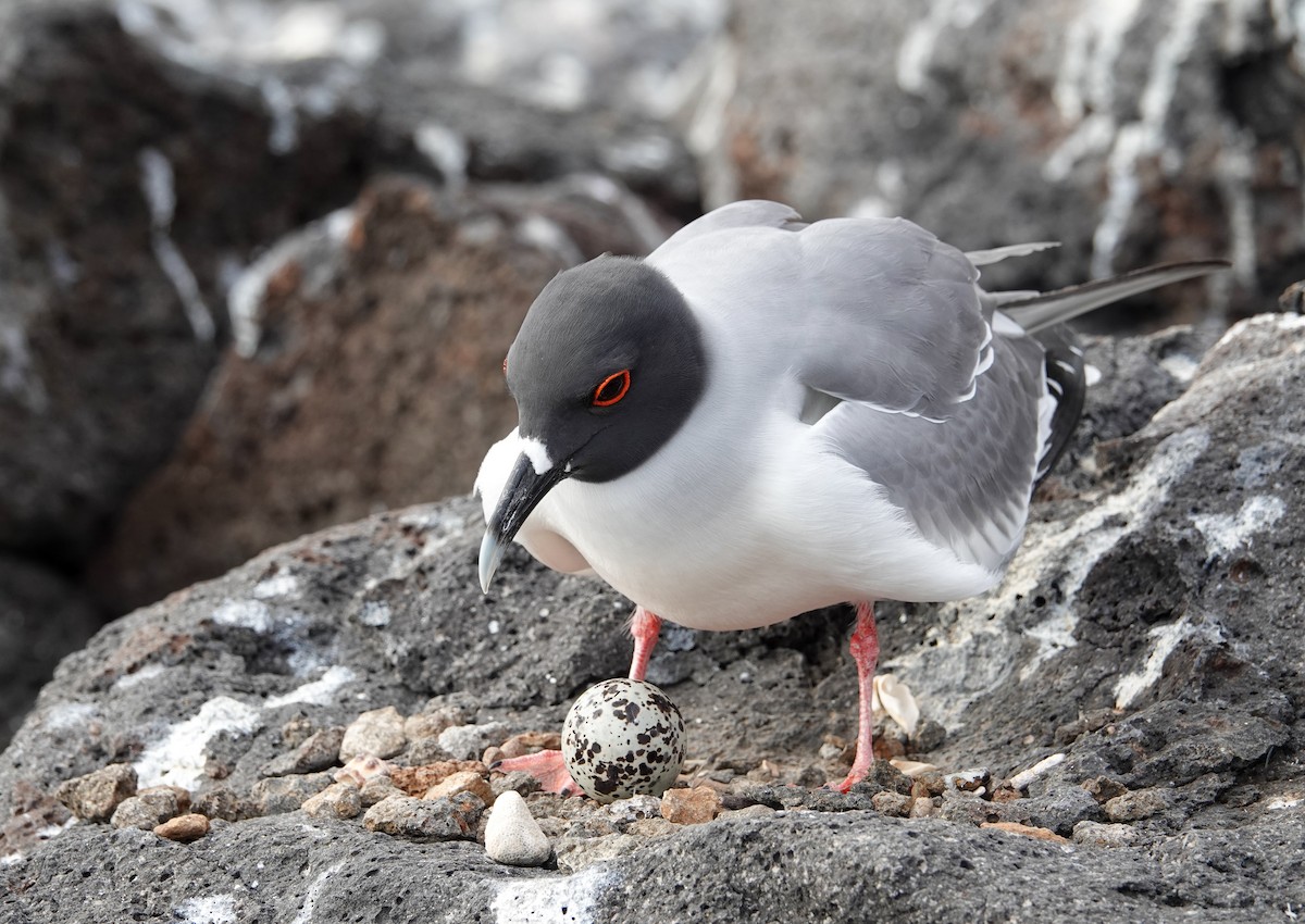Swallow-tailed Gull - ML640281754