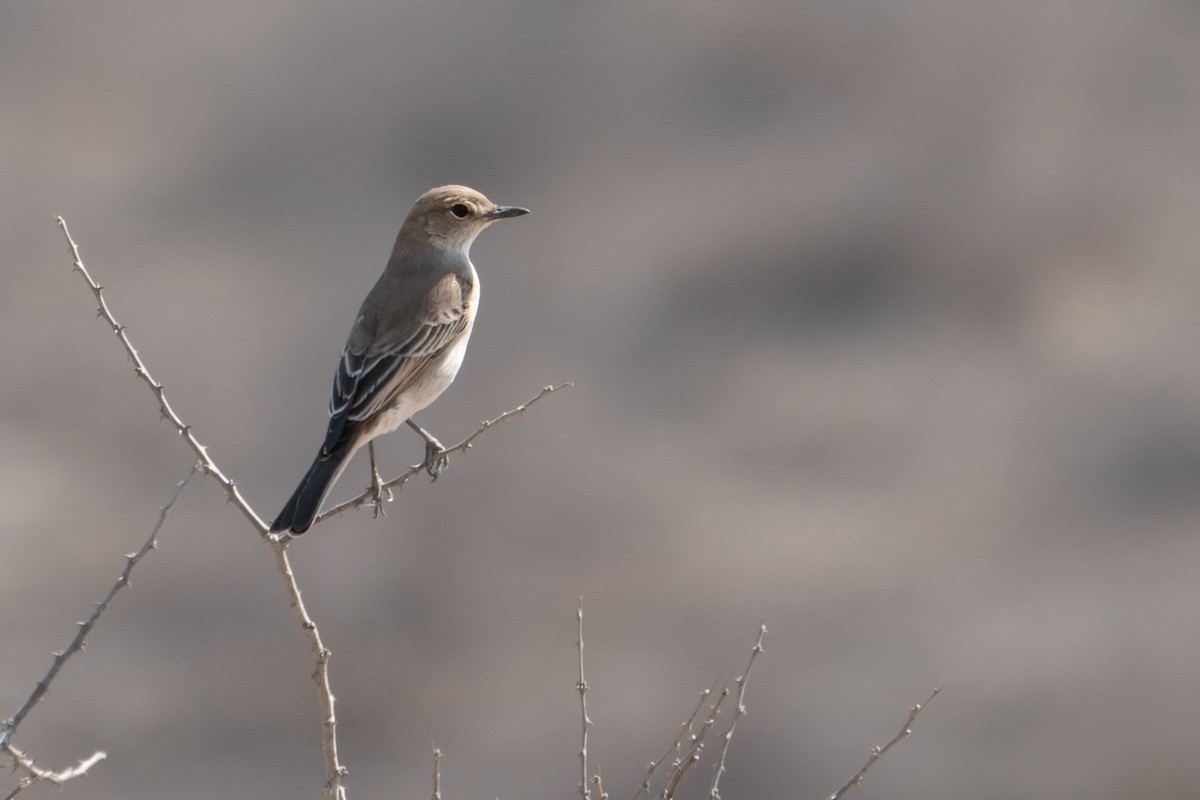 Karoo Chat - ML640281756