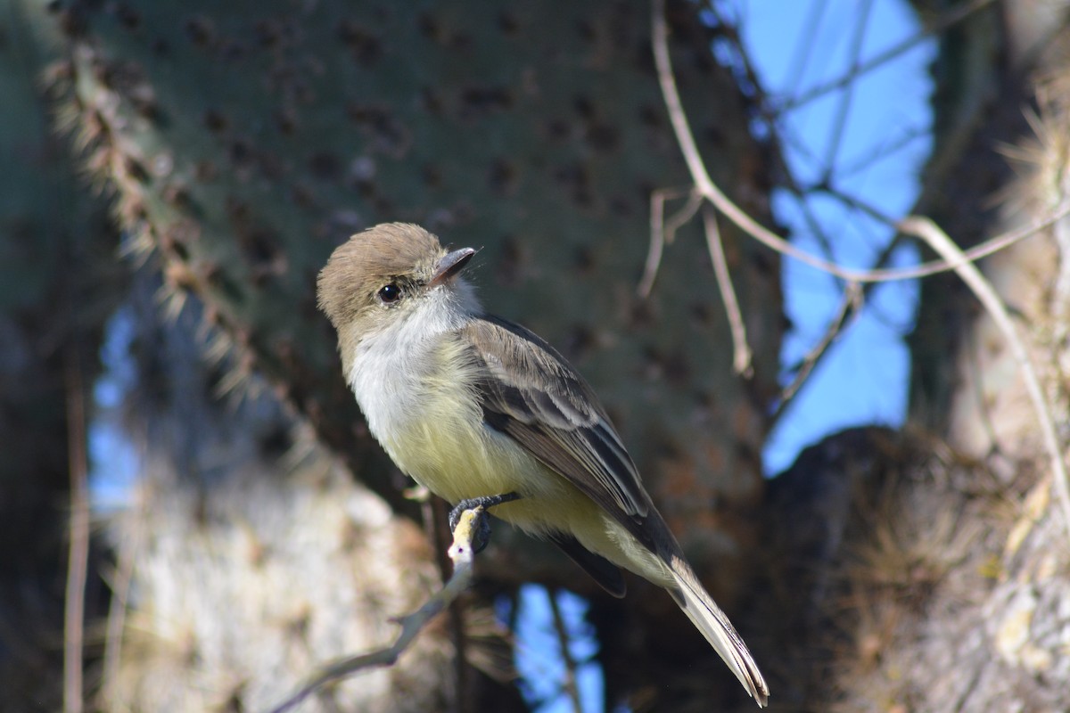 Tyran des Galapagos - ML640281757