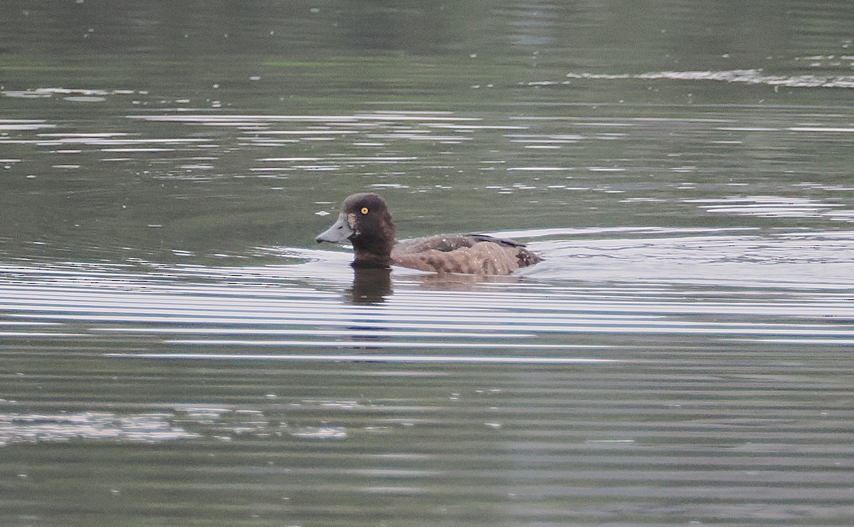 Tufted Duck - ML640281821