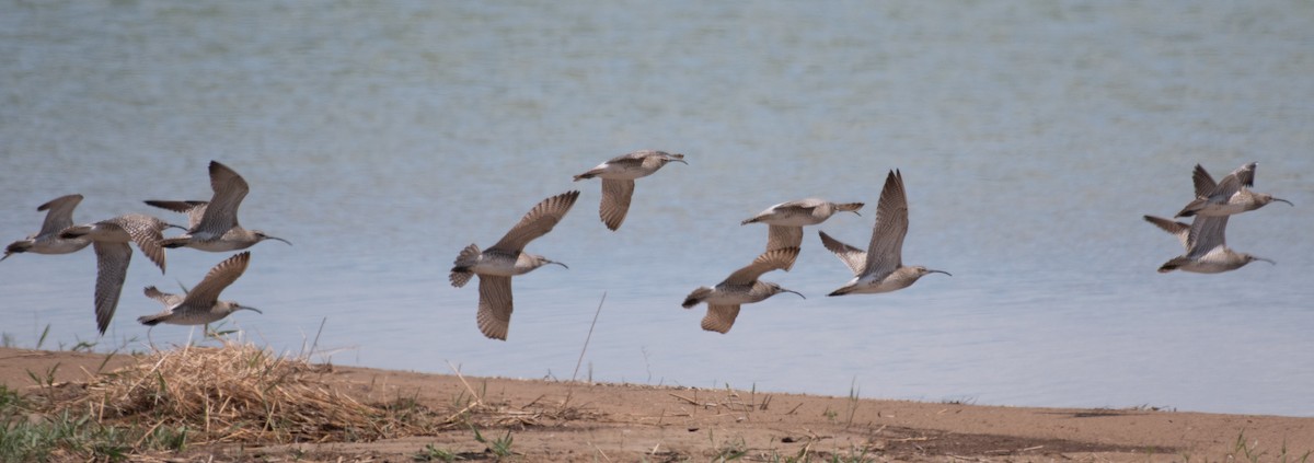 Eurasian Whimbrel (European) - ML640281826