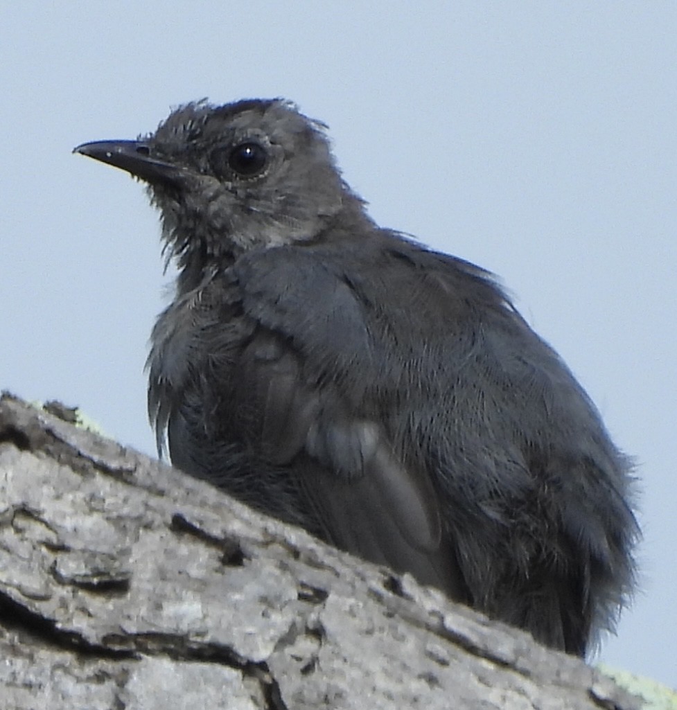 Miaulari grisa - ML640281891