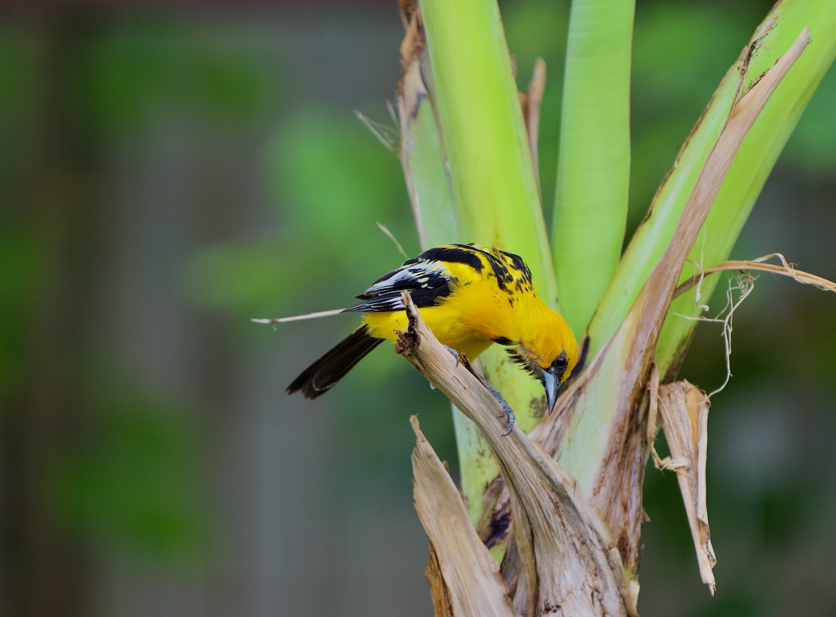 Streak-backed Oriole - ML640281901