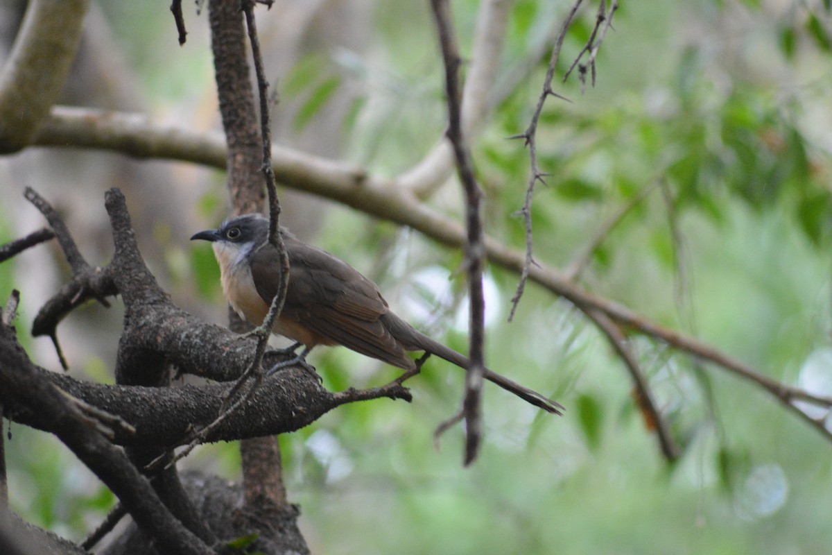 Dark-billed Cuckoo - ML640281913