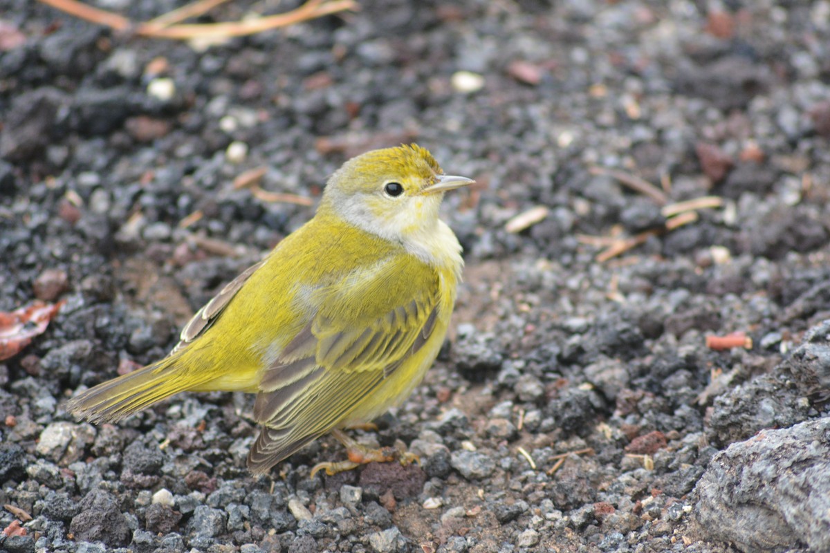 Mangrove Yellow Warbler - ML640281938
