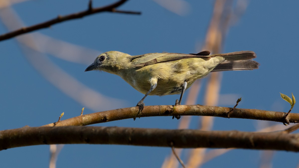 Palm Tanager - ML640281939