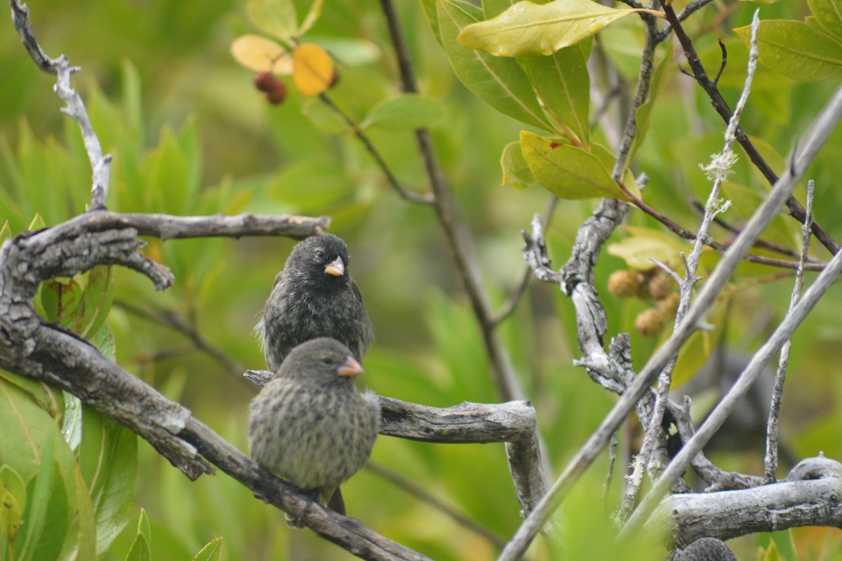 Small Ground-Finch - ML640281952
