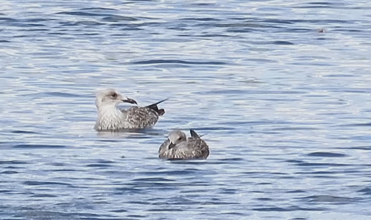 Caspian Gull - ML640281954