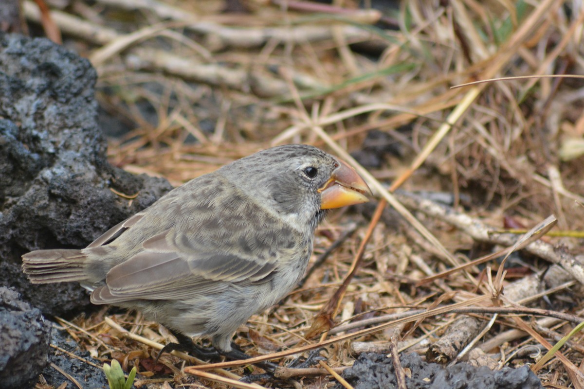 Large Ground-Finch - ML640281959