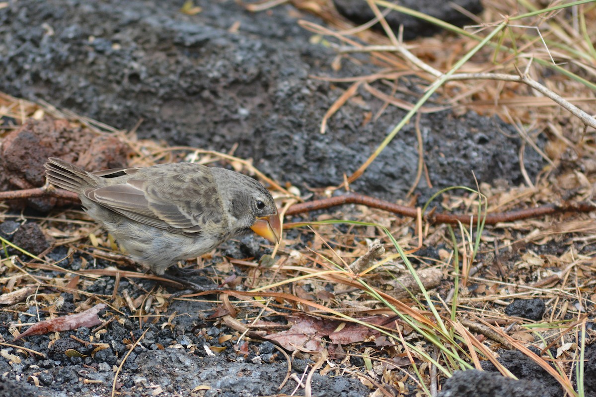 Large Ground-Finch - ML640281960