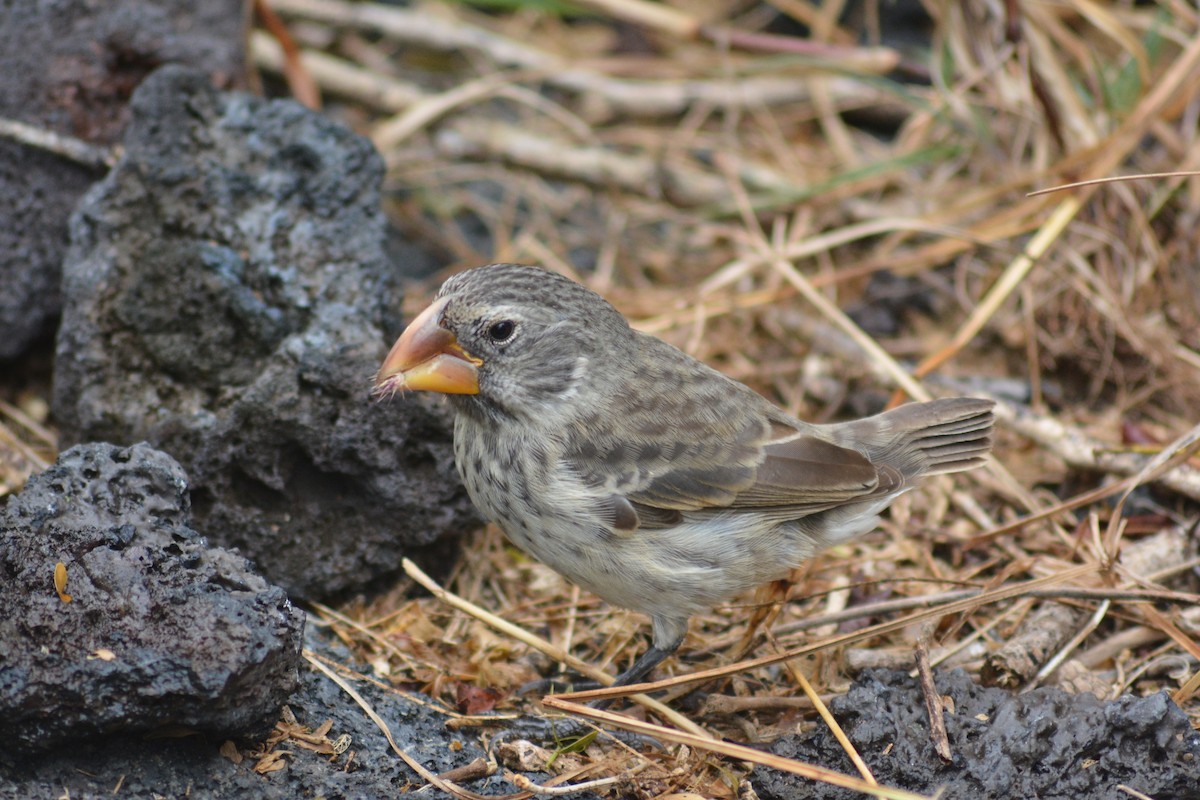 Large Ground-Finch - ML640281962