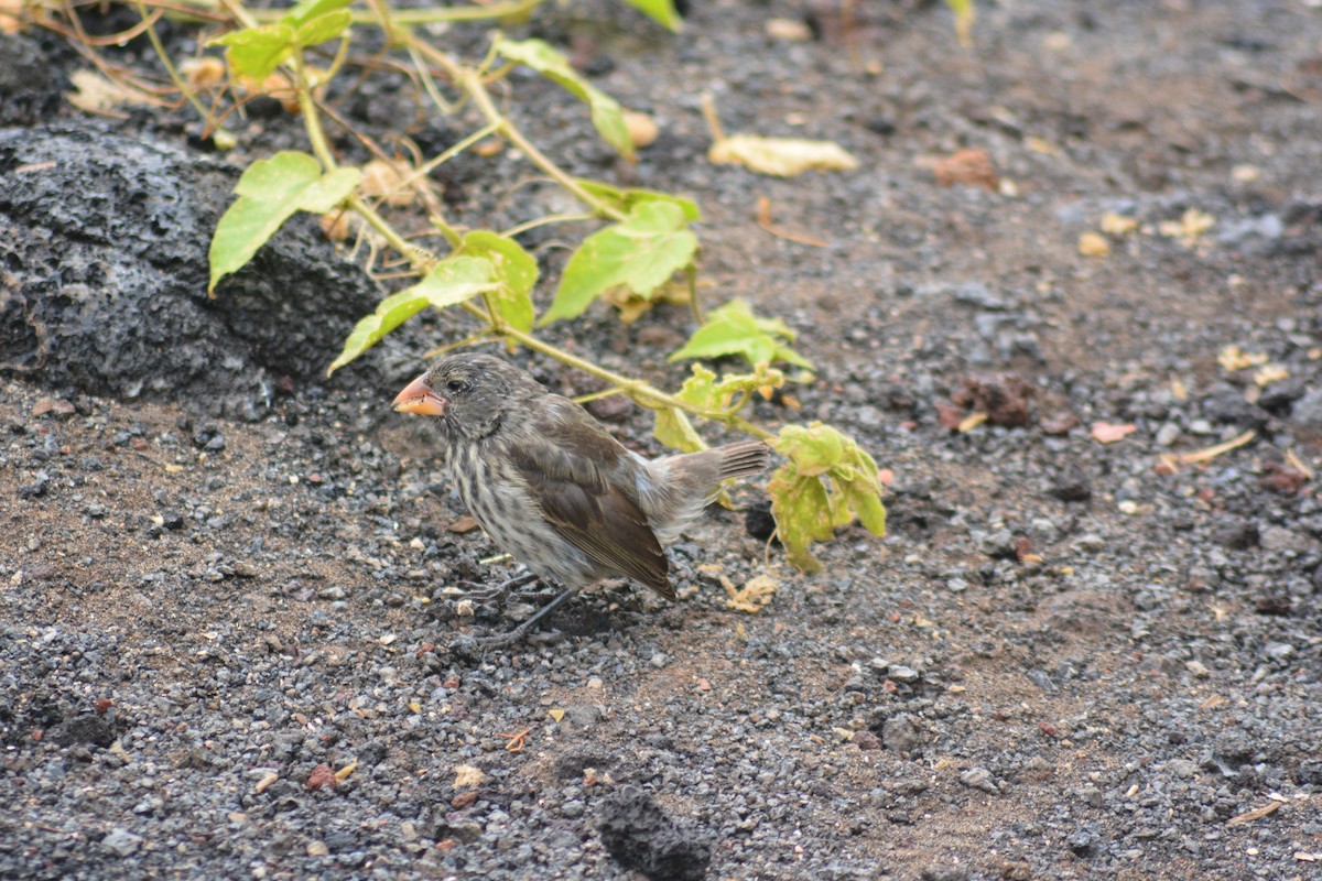 Medium Ground-Finch - ML640281993