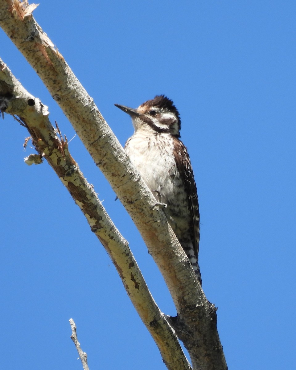 Ladder-backed Woodpecker - ML640281997