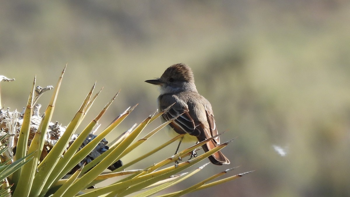 Ash-throated Flycatcher - ML640282036