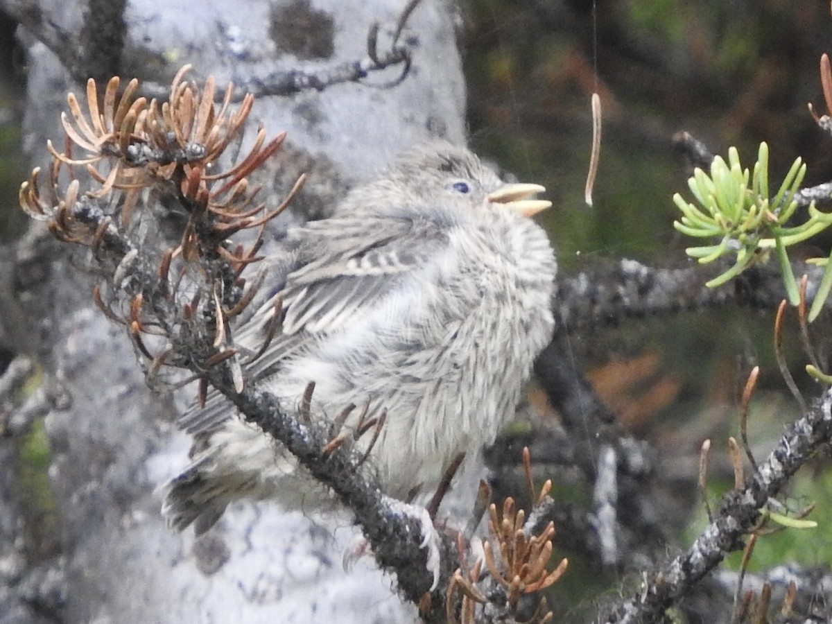 Cassin's Finch - ML640282037