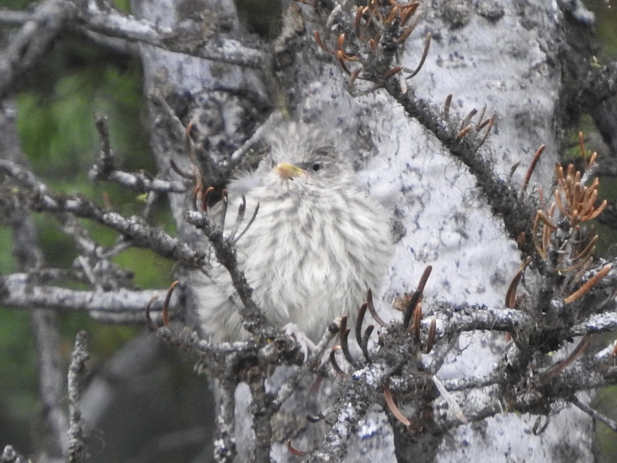 Cassin's Finch - ML640282038