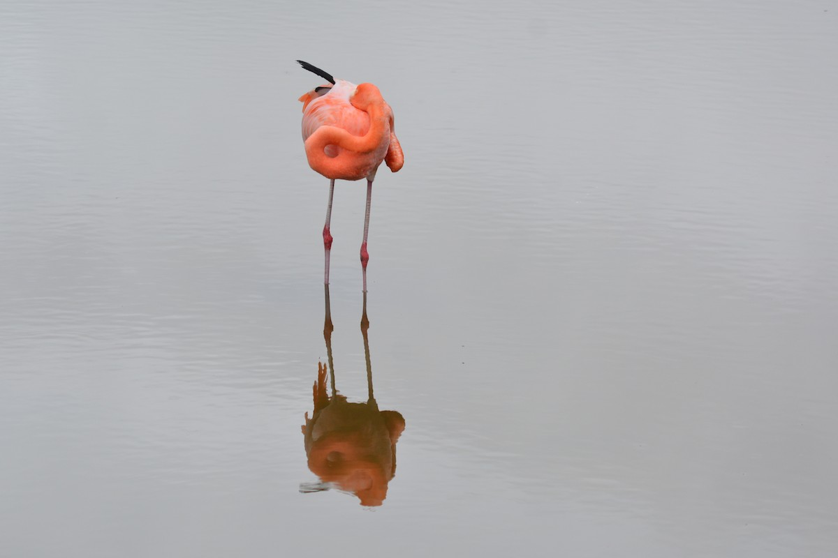 American Flamingo - ML640282044