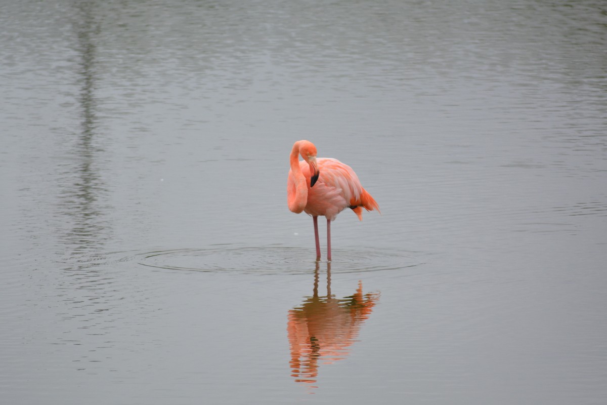 American Flamingo - ML640282045