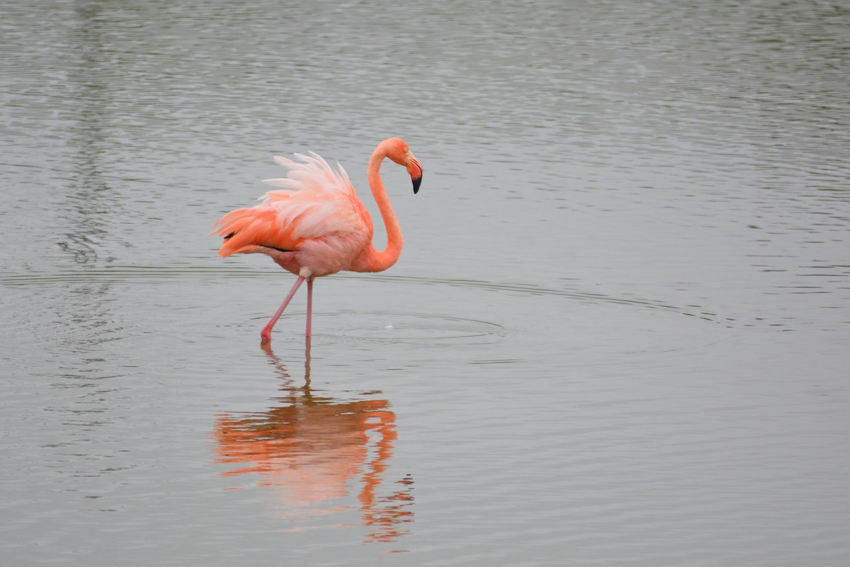 American Flamingo - ML640282047