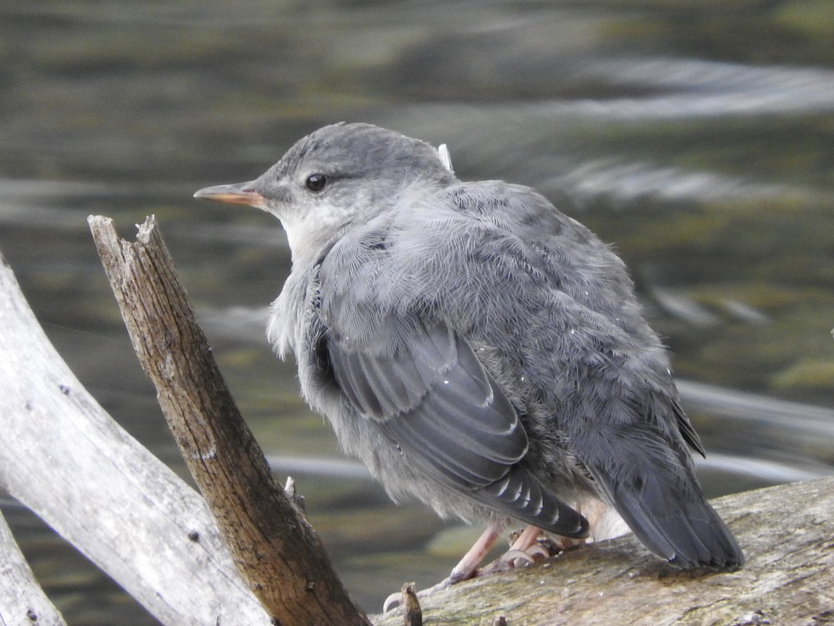American Dipper - ML640282055