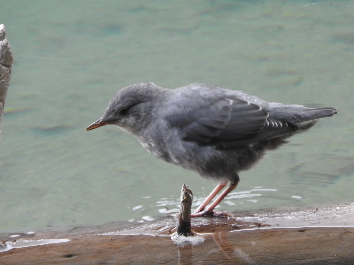 American Dipper - ML640282057