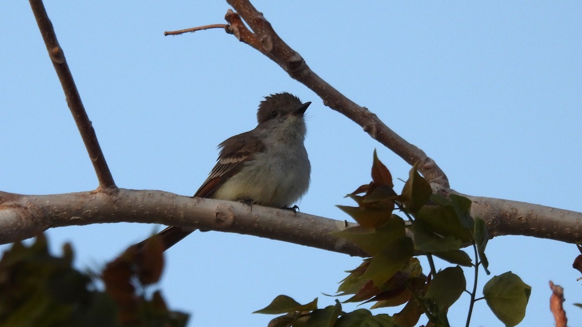 Ash-throated Flycatcher - ML640282058