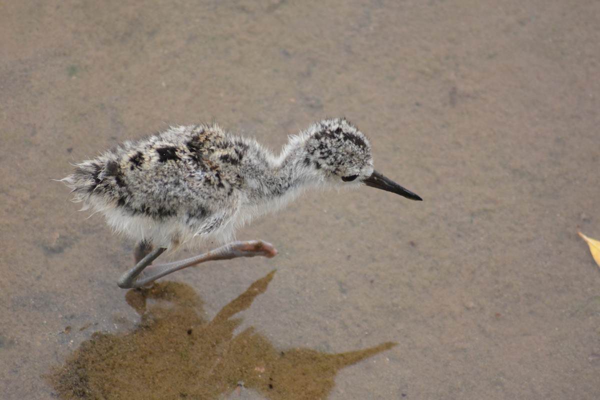 Black-necked Stilt - ML640282076
