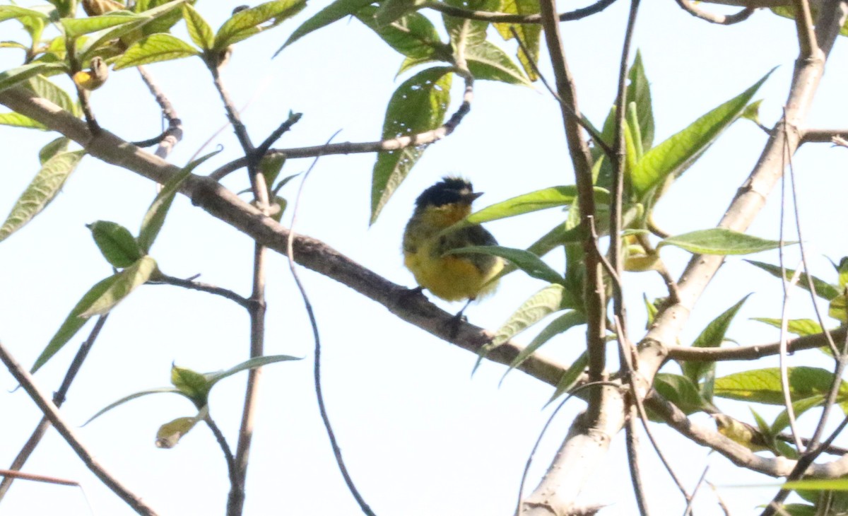 Yellow-crowned Redstart - ML640282081