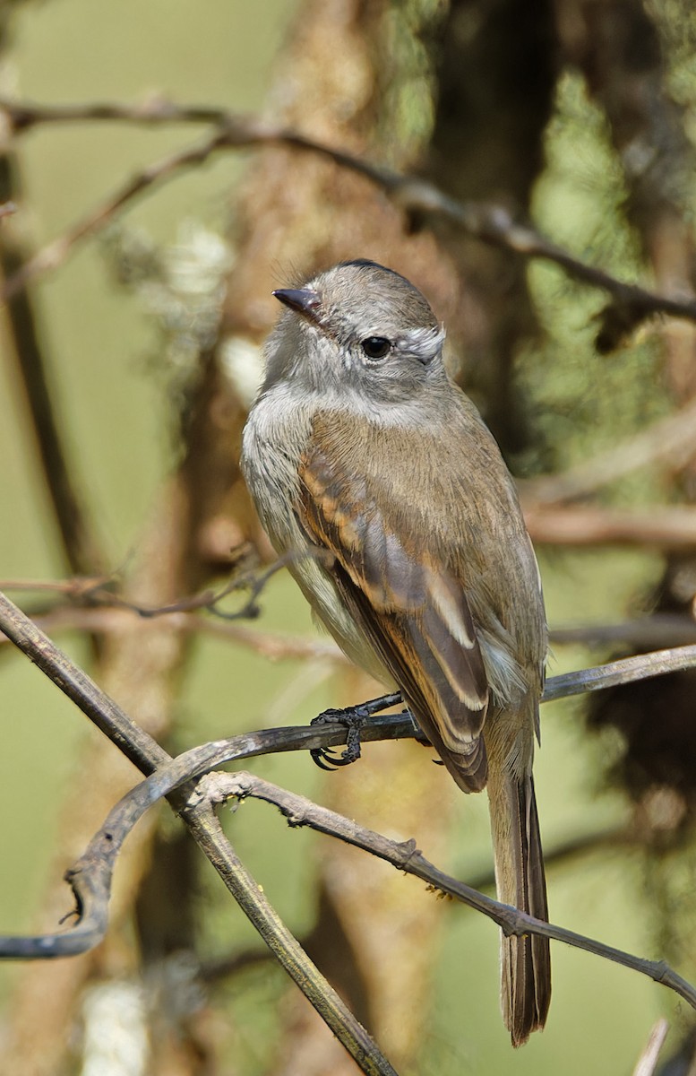 Tumbesian Tyrannulet - ML640282091