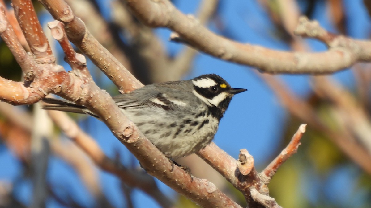 Black-throated Gray Warbler - ML640282099