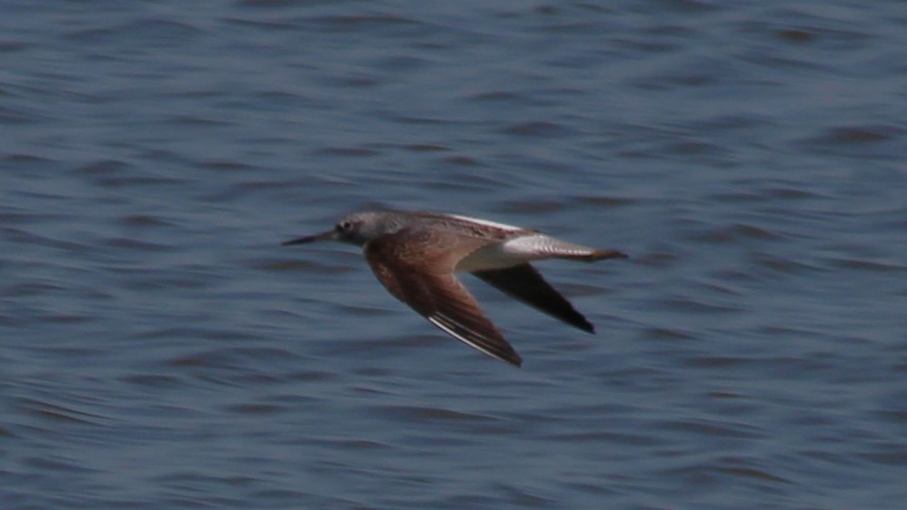 Common Greenshank - ML640282120