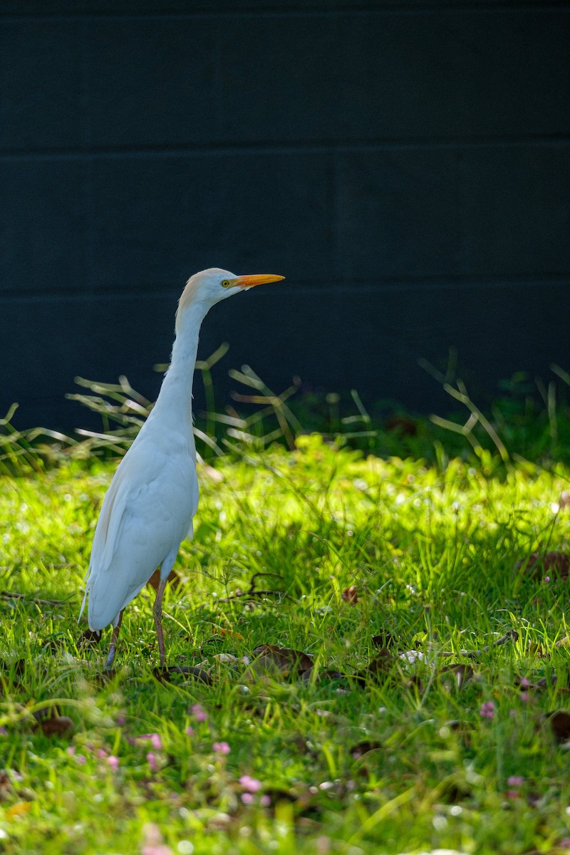 Western Cattle-Egret - ML640282134