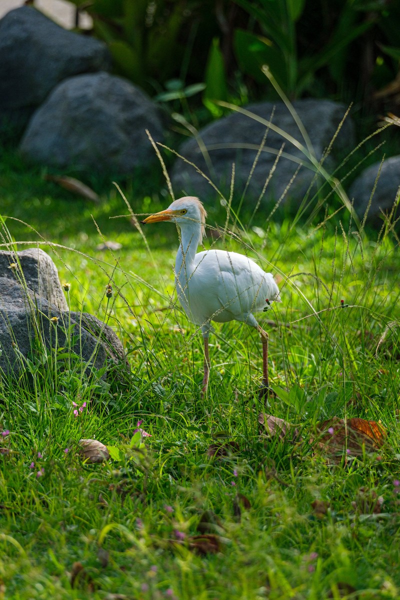 Western Cattle-Egret - ML640282142