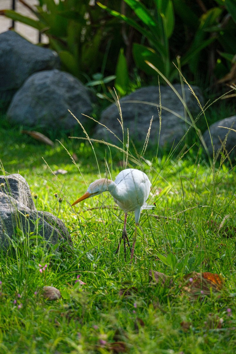 Western Cattle-Egret - ML640282144