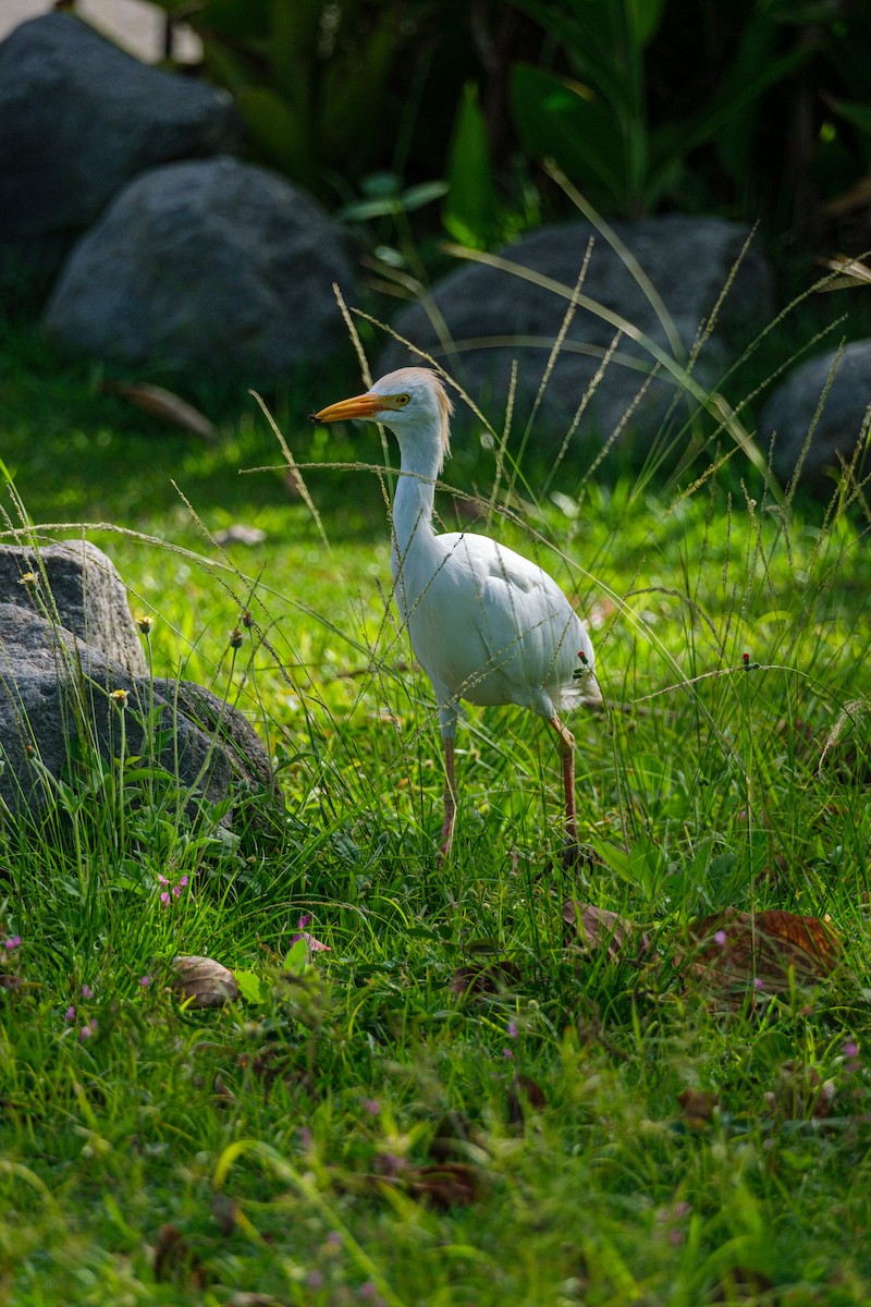 Western Cattle-Egret - ML640282148