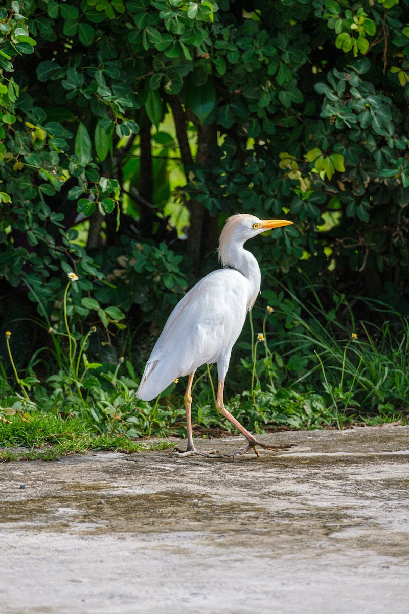 Western Cattle-Egret - ML640282149