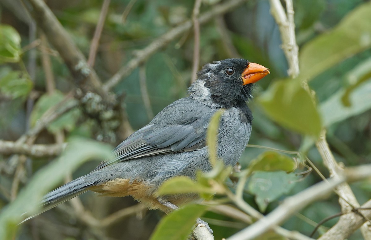 Black-cowled Saltator - ML640282179