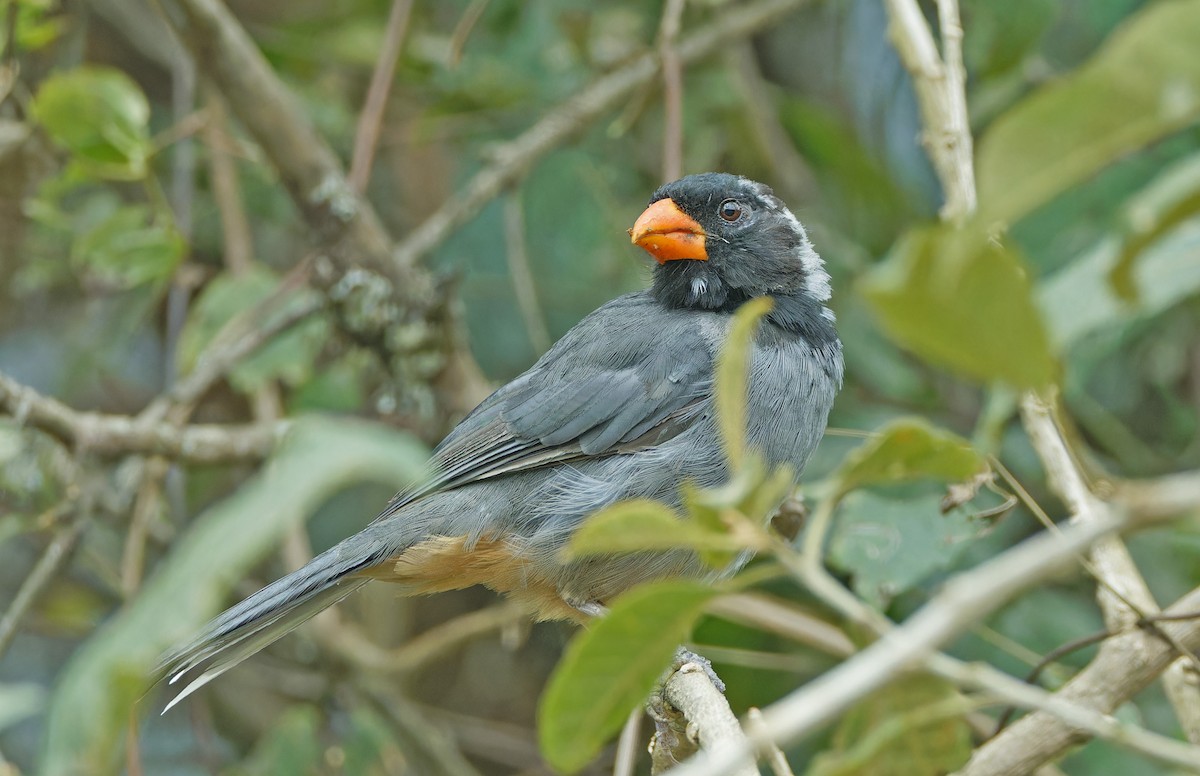 Black-cowled Saltator - ML640282180