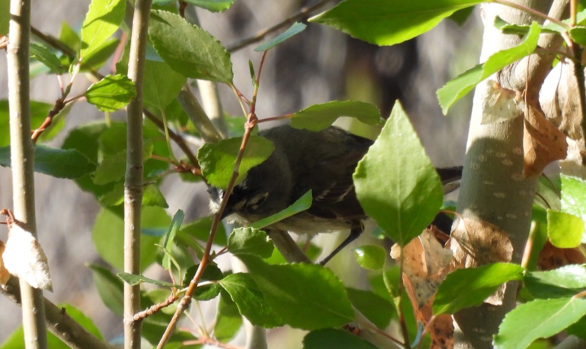 Cassin's Vireo - ML640282211