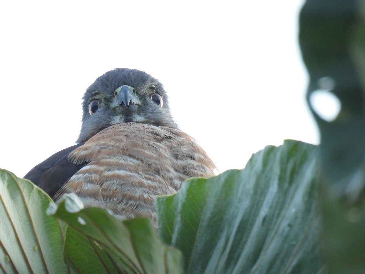 Double-toothed Kite - ML640282236