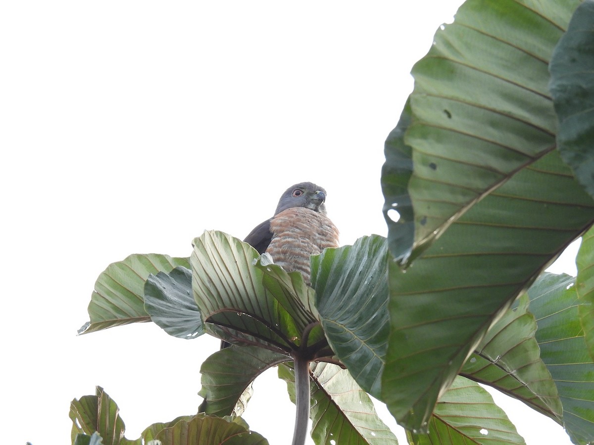 Double-toothed Kite - ML640282237