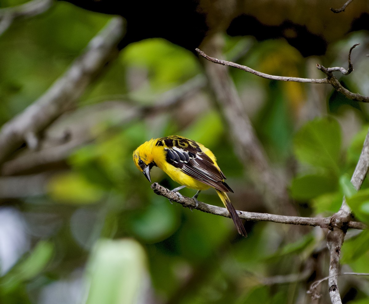 Streak-backed Oriole - ML640282240
