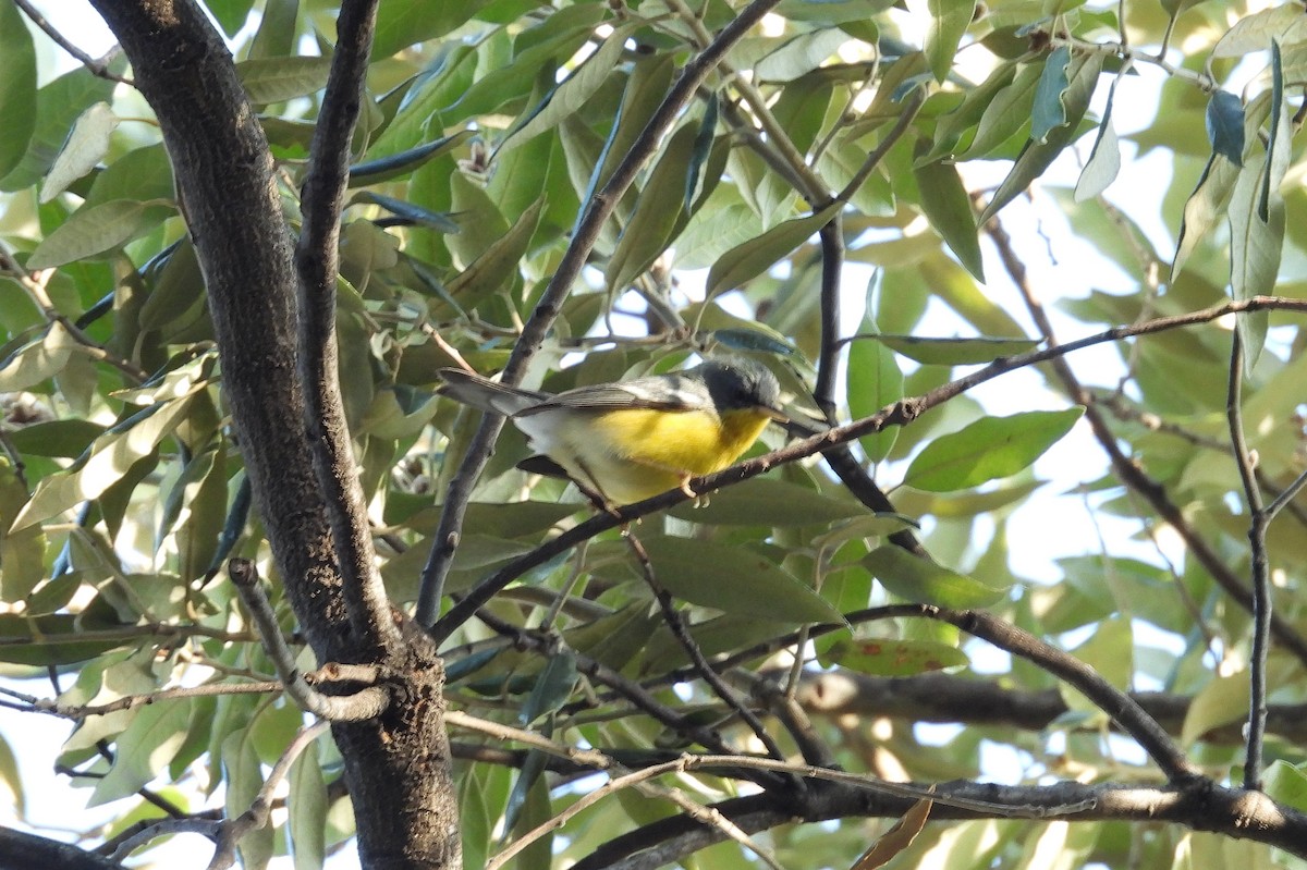 Tropical Parula - ML640282258