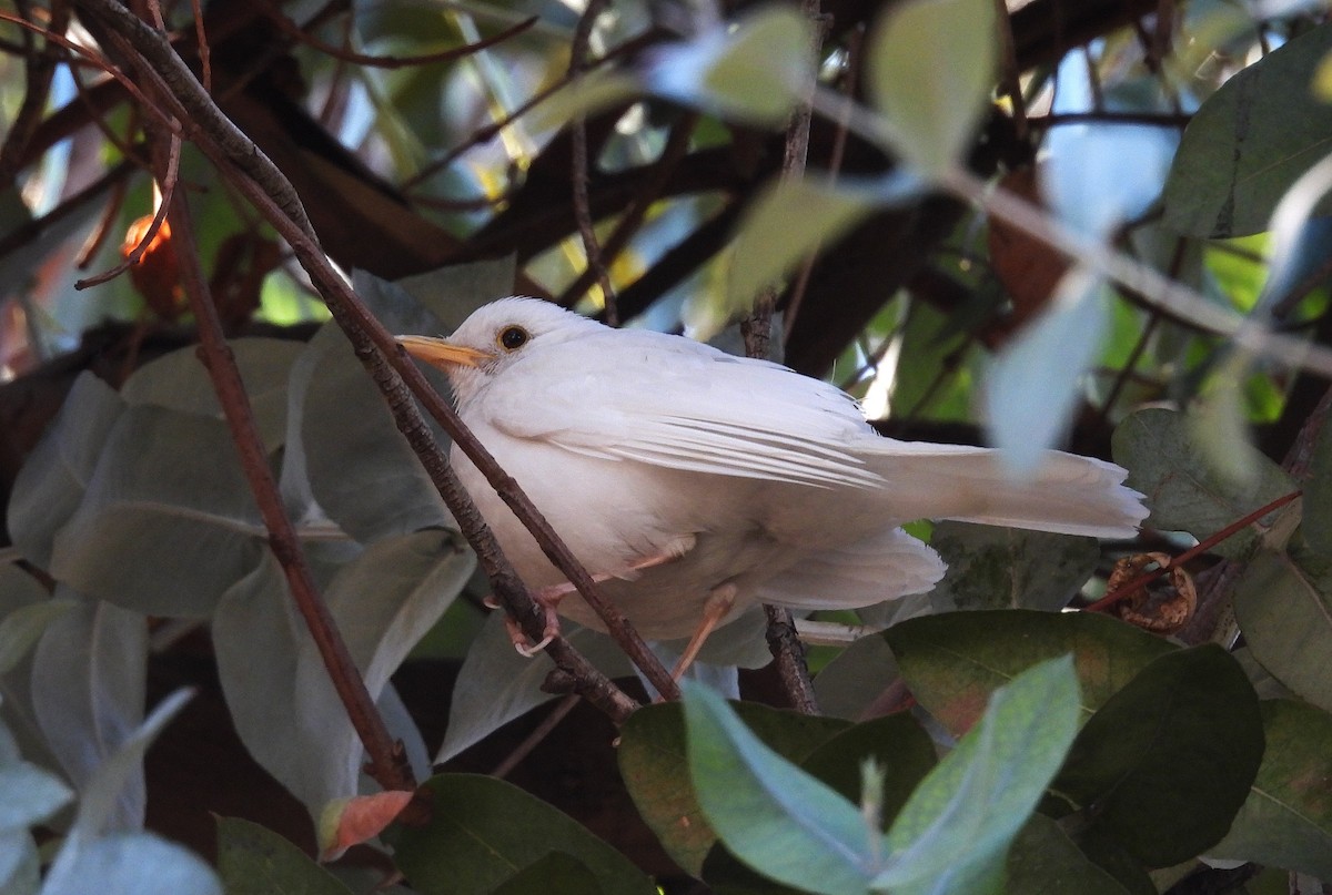 Rufous-bellied Thrush - ML640282270
