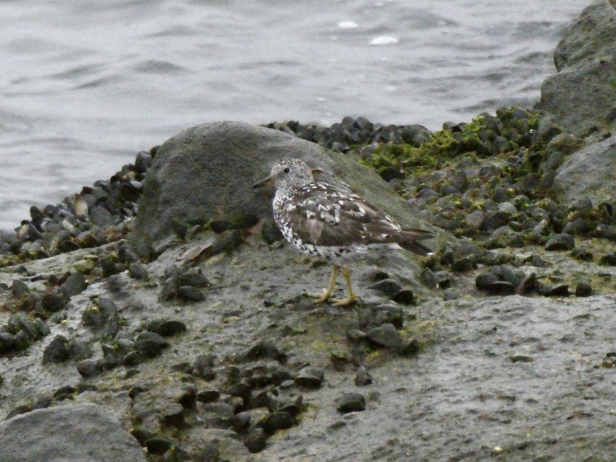 Surfbird - ML640282297